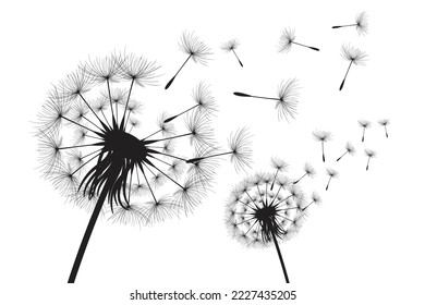 Vector illustration dandelion time. Black Dandelion seeds blowing in the wind. The wind inflates a dandelion isolated on white background.