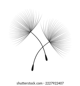 Vector illustration dandelion time. Black Dandelion seeds blowing in the wind. The wind inflates a dandelion isolated on white background.