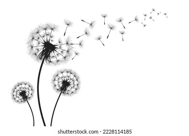 Vector illustration dandelion time. Black Dandelion seeds blowing in the wind. The wind inflates a dandelion isolated on white background.