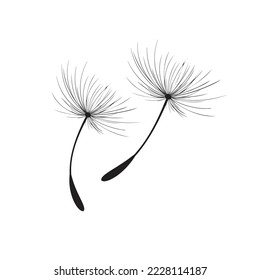 Vector illustration dandelion time. Black Dandelion seeds blowing in the wind. The wind inflates a dandelion isolated on white background.