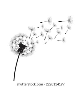 Vector illustration dandelion time. Black Dandelion seeds blowing in the wind. The wind inflates a dandelion isolated on white background.