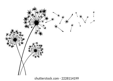 Vector illustration dandelion time. Black Dandelion seeds blowing in the wind. The wind inflates a dandelion isolated on white background.