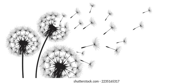 Vector illustration dandelion time. Black Dandelion seeds blowing in the wind. The wind inflates a dandelion isolated on white background.