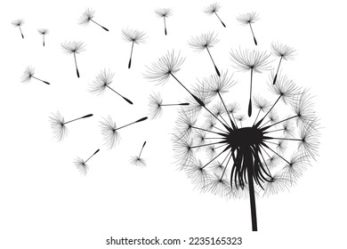 Ilustración vectorial, tiempo de león. Semillas de Dandelion negras soplando en el viento. El viento infla un diente de león aislado de fondo blanco.