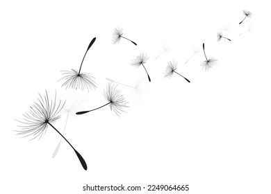 Vector illustration dandelion time. Black Dandelion seeds blowing in the wind. The wind inflates a dandelion isolated on white background.