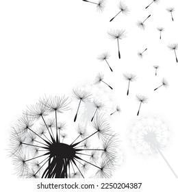 Ilustración vectorial, tiempo de león. Semillas de Dandelion negras soplando en el viento. El viento infla un diente de león aislado de fondo blanco
