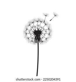 Vector illustration dandelion time. Black Dandelion seeds blowing in the wind. The wind inflates a dandelion isolated on white background