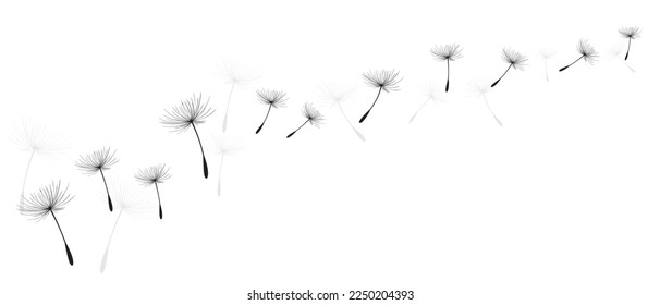 Vector illustration dandelion time. Black Dandelion seeds blowing in the wind. The wind inflates a dandelion isolated on white background