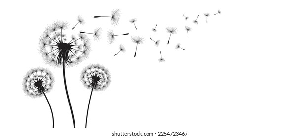 Vector illustration dandelion time. Black Dandelion seeds blowing in the wind. The wind inflates a dandelion isolated on white background