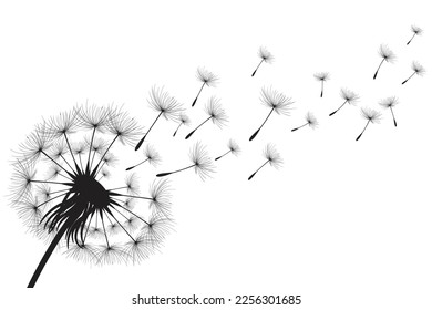 Vector illustration dandelion time. Black Dandelion seeds blowing in the wind. The wind inflates a dandelion isolated on white background