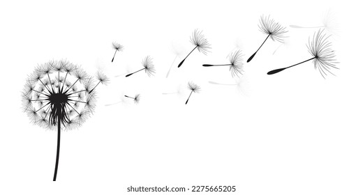 Vector illustration dandelion time. Black Dandelion seeds blowing in the wind. The wind inflates a dandelion isolated on white background.