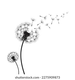 Vector illustration dandelion time. Black Dandelion seeds blowing in the wind. The wind inflates a dandelion isolated on white background.