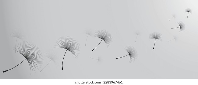 Vector illustration dandelion time. Black Dandelion seeds blowing in the wind. The wind inflates a dandelion isolated on white background.