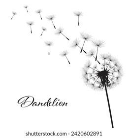 Vector illustration dandelion time. Black Dandelion seeds blowing in the wind. The wind inflates a dandelion isolated on white background.