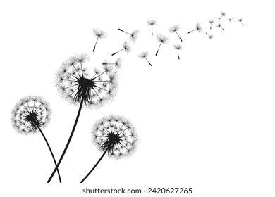 Vector illustration dandelion time. Black Dandelion seeds blowing in the wind. The wind inflates a dandelion isolated on white background.