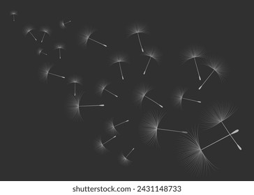 Vector illustration dandelion time. Black Dandelion seeds blowing in the wind. The wind inflates a dandelion isolated on black background.