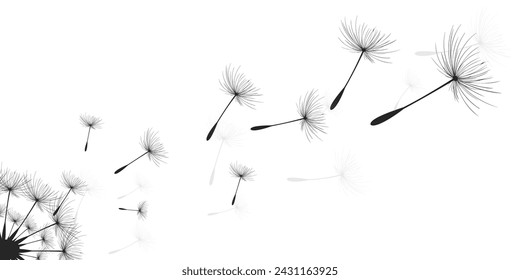 Vector illustration dandelion time. Black Dandelion seeds blowing in the wind. The wind inflates a dandelion isolated on white background.