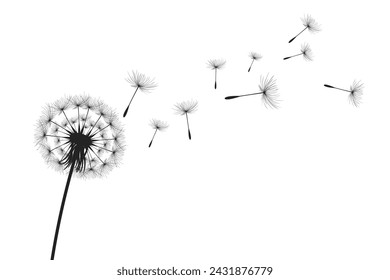 Vector illustration dandelion time. Black Dandelion seeds blowing in the wind. The wind inflates a dandelion isolated on white background.