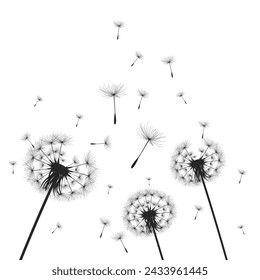 Vector illustration dandelion time. Black Dandelion seeds blowing in the wind. The wind inflates a dandelion isolated on white background