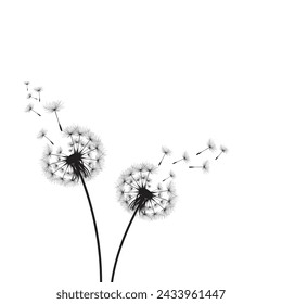 Vector illustration dandelion time. Black Dandelion seeds blowing in the wind. The wind inflates a dandelion isolated on white background