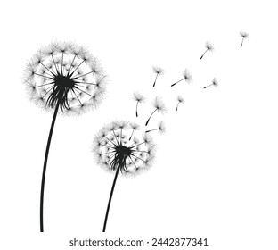 Vector illustration dandelion time. Black Dandelion seeds blowing in the wind. The wind inflates a dandelion isolated on a white background