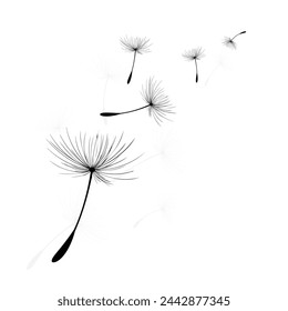 Vector illustration dandelion time. Black Dandelion seeds blowing in the wind. The wind inflates a dandelion isolated on a white background
