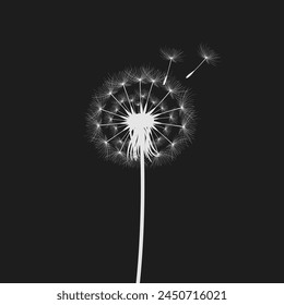 Vector illustration dandelion time. Black Dandelion seeds blowing in the wind. The wind inflates a dandelion isolated on black background.