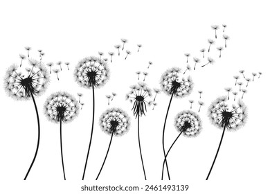 Ilustración vectorial diente de león tiempo. Semillas de diente de león negro soplando en el viento. El viento infla un diente de león aislado sobre fondo blanco.