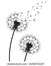 Vector illustration dandelion time. Black Dandelion seeds blowing in the wind. The wind inflates a dandelion isolated on a white background.
