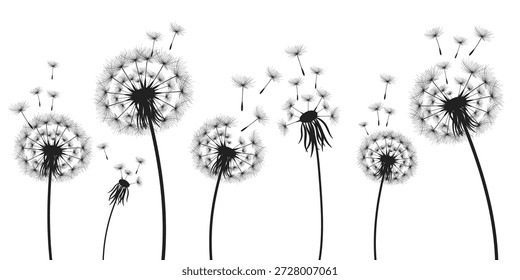 Ilustración vectorial del diente de león. Semillas de diente de león negro soplando en el viento. El viento infla un diente de león aislado sobre un fondo blanco.