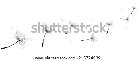 Image, Stock Photo Dandelion time in the center