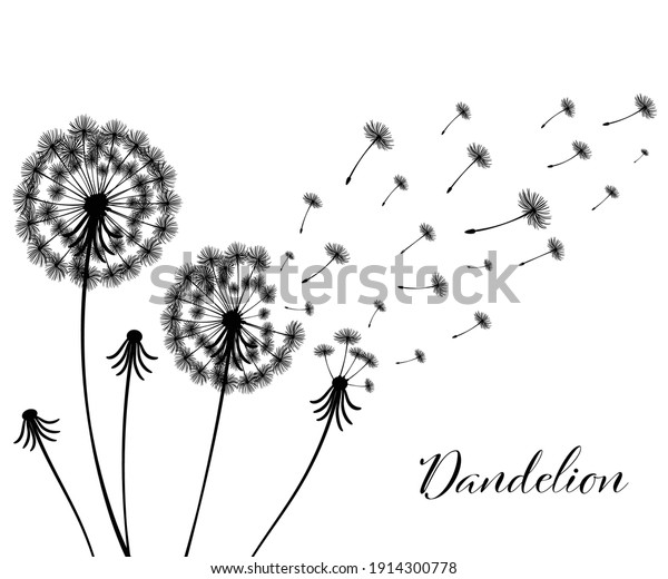 Vector illustration dandelion time. Black\
Dandelion seeds blowing in the wind. The wind inflates a dandelion\
isolated in white\
background