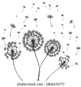 Ilustración vectorial, tiempo de león. Semillas de dandelión soplando en el viento. El viento infla un diente de león aislado de fondo blanco