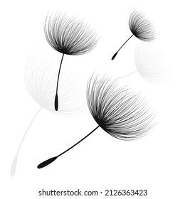Vector illustration dandelion time. Dandelion seeds blowing in the wind. The wind inflates a dandelion isolated in white background