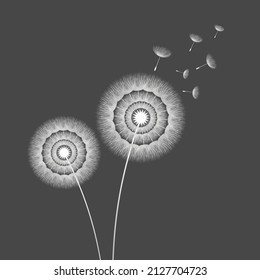 Vector illustration dandelion time. Dandelion seeds blowing in the wind. The wind inflates a dandelion isolated in white background