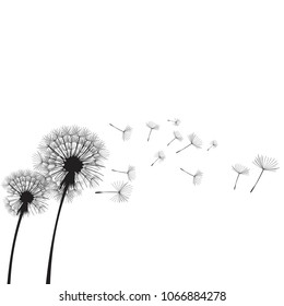 Vector illustration dandelion time. Two dandelions blowing in the wind. The wind inflates a dandelion