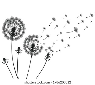 Vector illustration dandelion time. Two dandelions blowing in the wind. The wind inflates a dandelion isolated white background