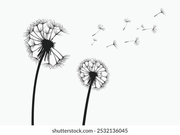 Vector illustration dandelion time. Two dandelions blowing in the wind. The wind inflates a dandelion