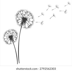 Vector illustration dandelion time. Two dandelions blowing in the wind. The wind inflates a dandelion
