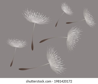 Ilustración vectorial, tiempo de león. Semillas de Dandelion blancas y hermosas que soplan en el viento. El viento infla un diente de león aislado en un fondo editable