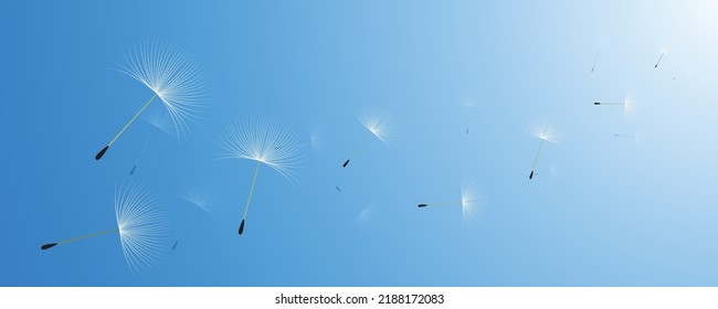 Vector illustration of dandelion time. White Beautiful realistic Dandelion seeds blowing in the wind. The wind inflates a dandelion isolated in editable blue sky background.