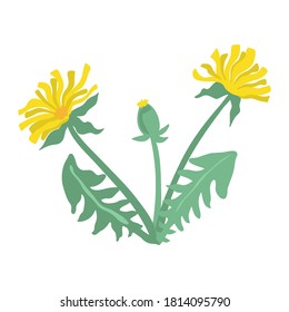 Vector illustration of dandelions. Dandelion plant leaves and flowers isolated on white background.