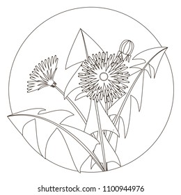 Vector illustration of dandelions with leaves and a flower. Black and white image. Contour of dandelion and leaves. Can be used as a coloring.