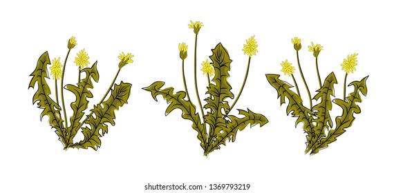 Vector illustration dandelions with leaves flower meadow. Summer flower natural season beautiful yellow dandelion. Dandelion vector icon blowing garden botany floral logo.
