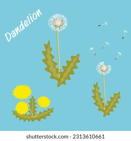Vector illustration of dandelions with leaves of a flower meadow. The summer flower of the natural season is a beautiful yellow dandelion. Vector dandelion icon blowing flower logo of garden botany.