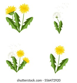 Vector illustration dandelions with leaves flower meadow. Summer flower natural season beautiful yellow dandelion. Dandelion vector icon blowing garden botany floral logo.