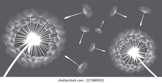 Vector illustration of dandelions on a dark background.
Silhouette with flying dandelion buds. EPS10 for wall decor,  wallpaper,  postcards, posters etc. Wall art for decor. 