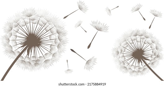 Vector illustration of dandelions on white background.
Silhouette with flying dandelion buds. EPS10 for wall decor,  wallpaper,  postcards, posters etc. Wall art for decor. 