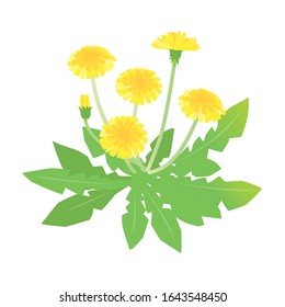 Vector Illustration | Dandelions | Spring flowers