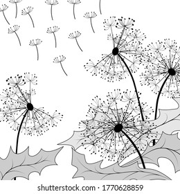 Vector illustration with dandelions.Black dandelions on a white background in illustration.